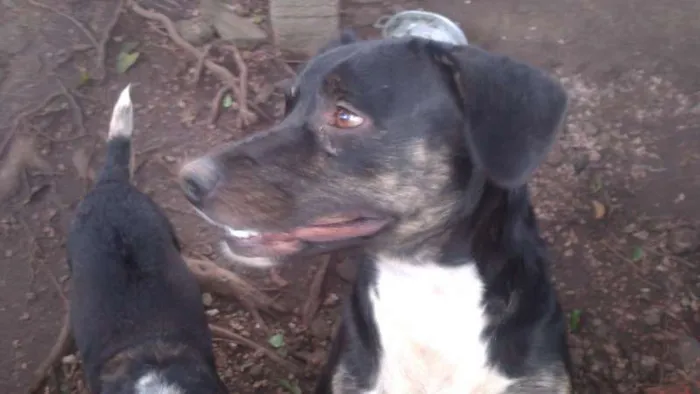 Cachorro ra a SRD idade 1 ano nome amiguinha
