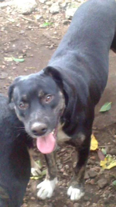 Cachorro ra a SRD idade 1 ano nome amiguinha