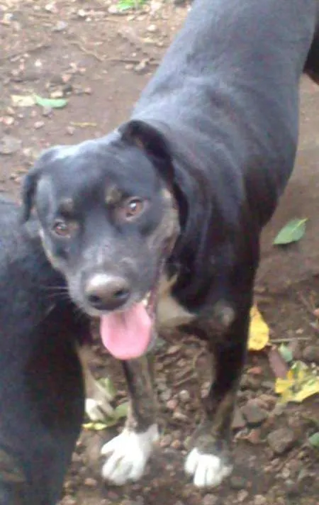 Cachorro ra a SRD idade 1 ano nome amiguinha
