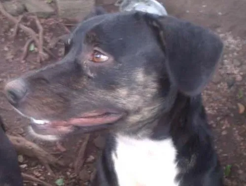 Cachorro ra a SRD idade 1 ano nome amiguinha