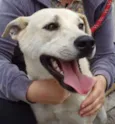 Luca