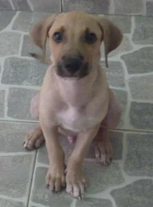 Cachorro raça nenhuma idade 2 a 6 meses nome Apollo