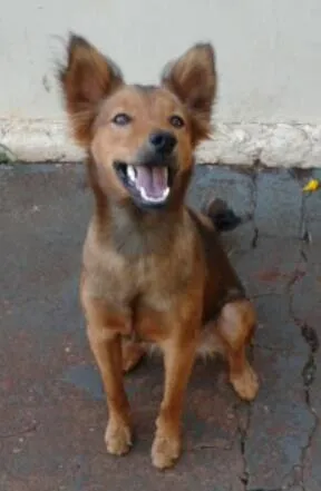 Cachorro ra a SRD idade  nome Shakira