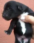 Teresa e seus bebês