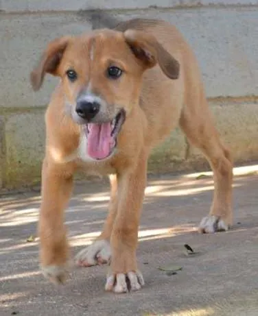 Cachorro ra a SRD idade 2 a 6 meses nome MARC, 5 MESES, um f
