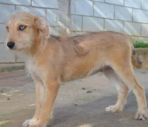 Cachorro raça SRD idade 2 a 6 meses nome MARVEL, um bebê lin