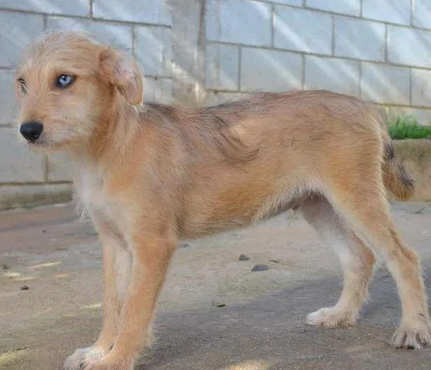 Cachorro ra a SRD idade 2 a 6 meses nome MARVEL, um bebê lin
