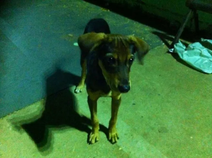 Cachorro ra a Não sei idade 2 a 6 meses nome Não sei
