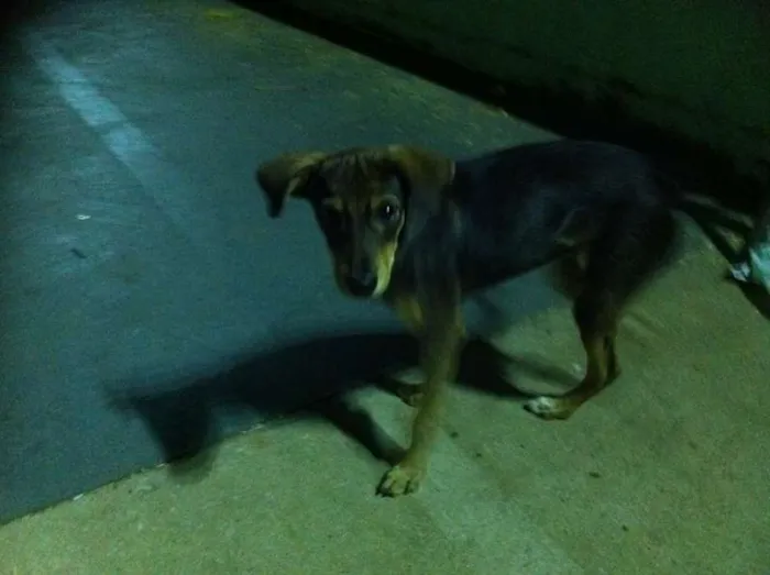 Cachorro ra a Não sei idade 2 a 6 meses nome Não sei