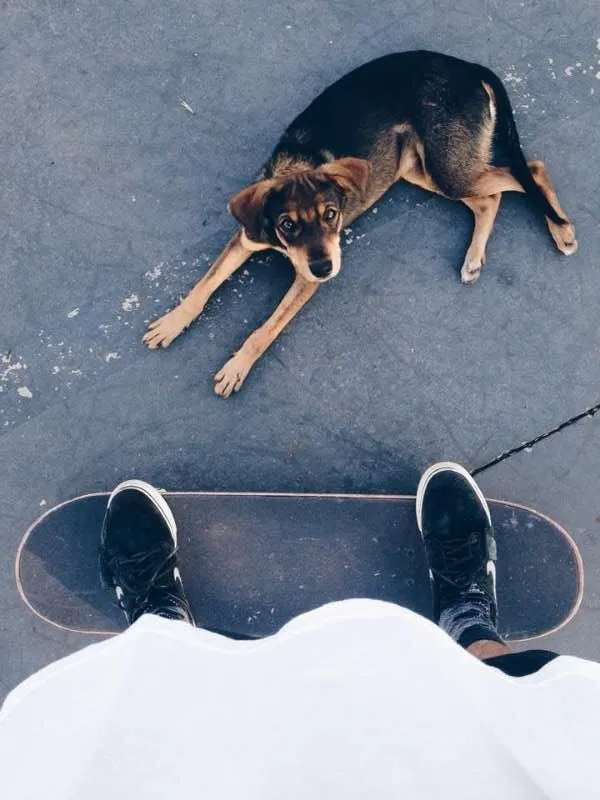 Cachorro ra a Não sei idade 2 a 6 meses nome Não sei