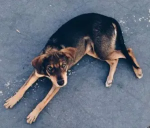 Cachorro raça Não sei idade 2 a 6 meses nome Não sei