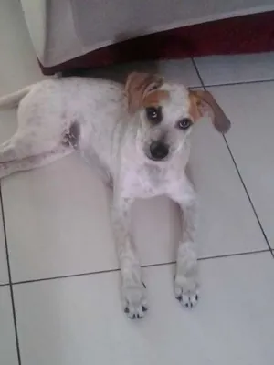 Cachorro raça VIRA LATA  idade 2 a 6 meses nome MARLEY