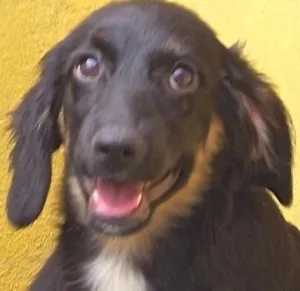 Cachorro raça SRD idade 2 a 6 meses nome EROS