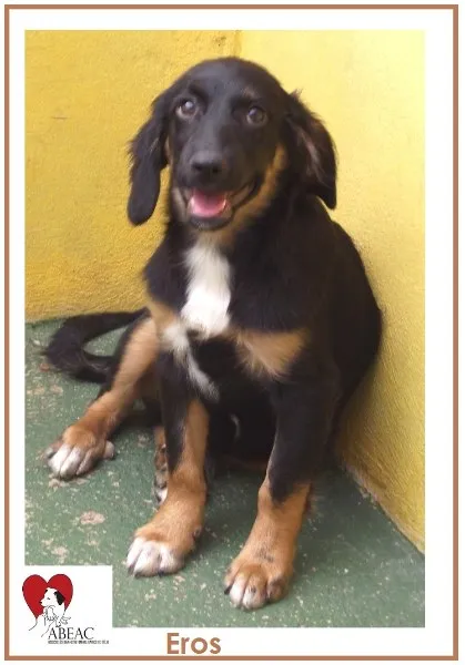 Cachorro ra a SRD idade 2 a 6 meses nome EROS