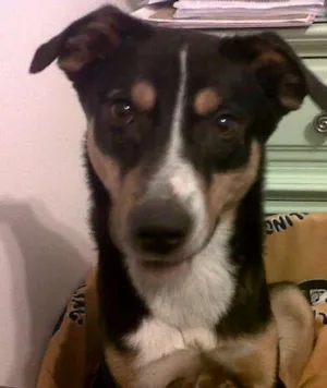 Cachorro raça SRD idade 1 ano nome Charlie