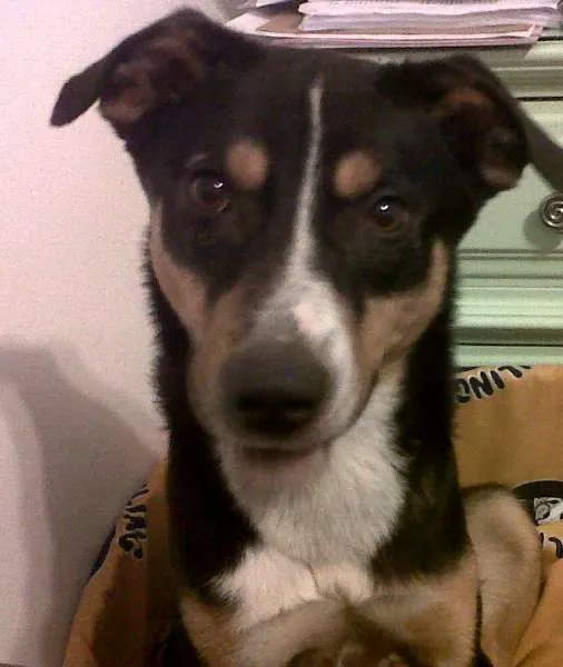 Cachorro ra a SRD idade 1 ano nome Charlie