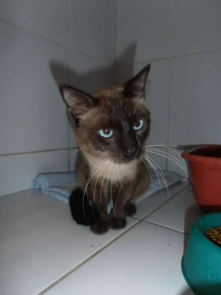 Gato ra a srd idade 7 a 11 meses nome Charge