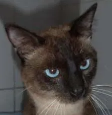 Gato raça srd idade 7 a 11 meses nome Charge