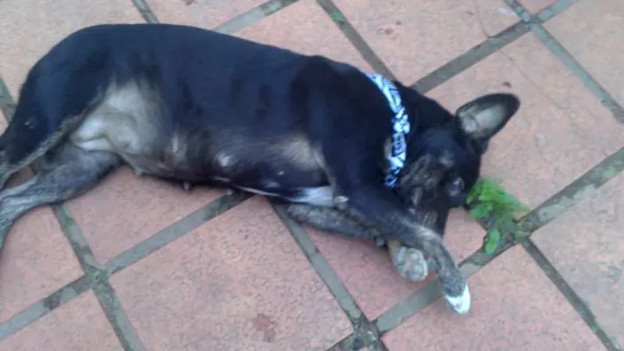 Cachorro ra a SRD idade 1 ano nome amiguinha