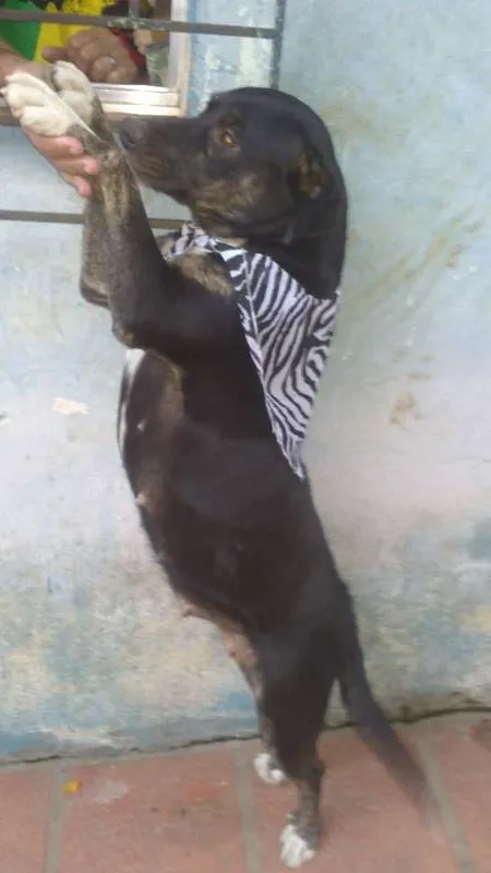 Cachorro ra a SRD idade 1 ano nome amiguinha