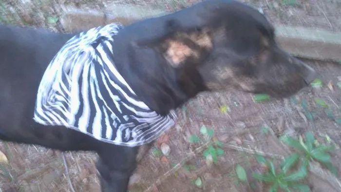 Cachorro ra a SRD idade 1 ano nome amiguinha