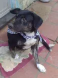 amiguinha