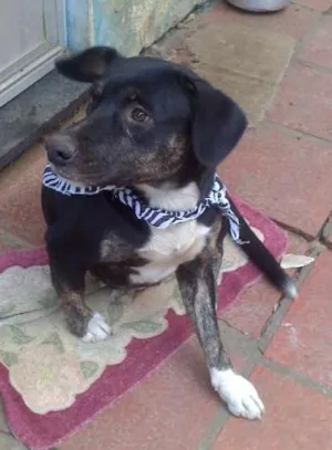 Cachorro raça SRD idade 1 ano nome amiguinha