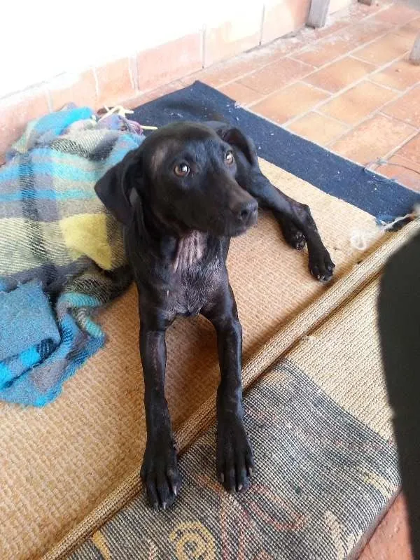 Cachorro ra a SRD idade  nome Lindinha