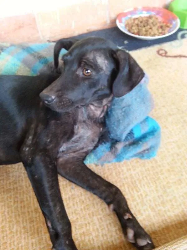 Cachorro ra a SRD idade  nome Lindinha