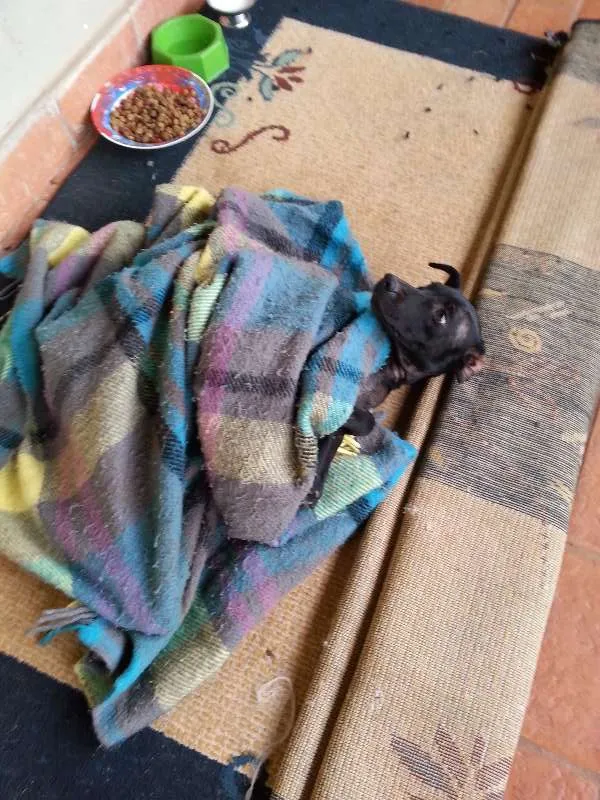 Cachorro ra a SRD idade  nome Lindinha