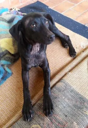 Cachorro raça SRD idade  nome Lindinha