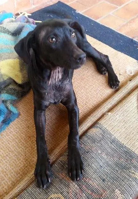 Cachorro ra a SRD idade  nome Lindinha