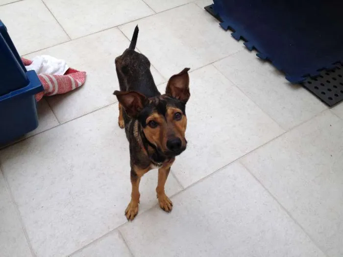 Cachorro raça viralata idade 7 a 11 meses nome pitoco