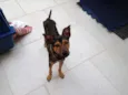pitoco