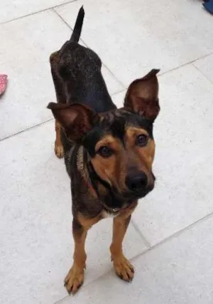 Cachorro raça viralata idade 7 a 11 meses nome pitoco