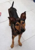 pitoco