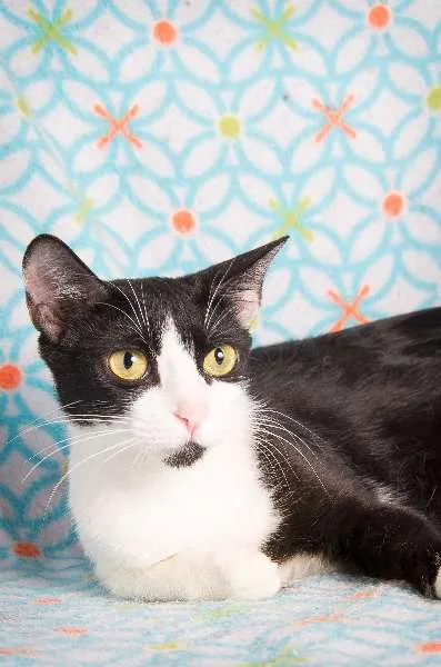 Gato ra a SRD idade 1 ano nome Marie