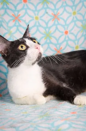 Gato raça SRD idade 1 ano nome Marie