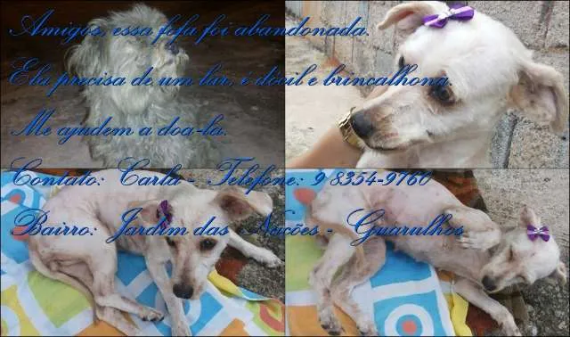 Cachorro ra a Indefinida idade 4 anos nome Princesa