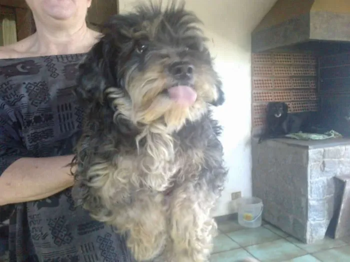 Cachorro ra a SRD MIX SHITZU idade 2 anos nome BROWNIE