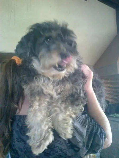 Cachorro ra a SRD MIX SHITZU idade 2 anos nome BROWNIE