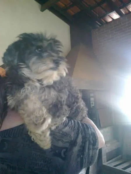 Cachorro ra a SRD MIX SHITZU idade 2 anos nome BROWNIE