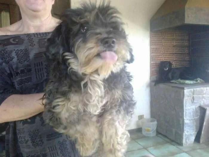 Cachorro ra a SRD MIX SHITZU idade 2 anos nome BROWNIE