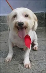 Cachorro raça SRD MIX WESTIE  idade 3 anos nome JOCA
