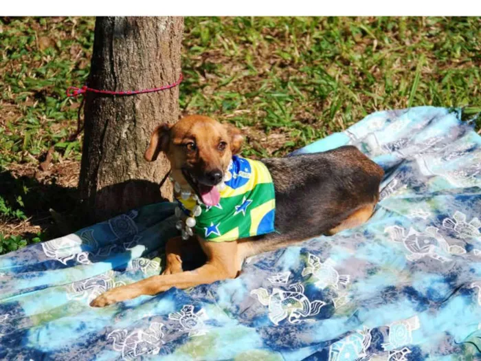 Cachorro ra a SRD idade 2 anos nome MEGAN