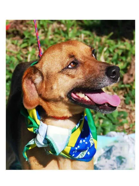 Cachorro ra a SRD idade 2 anos nome MEGAN