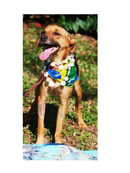 Cachorro ra a SRD idade 2 anos nome MEGAN