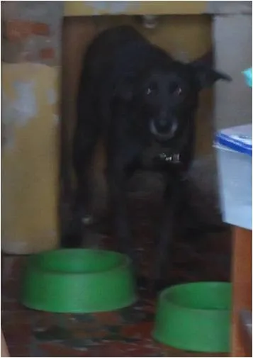 Cachorro ra a Sem raça definida idade  nome Quiara