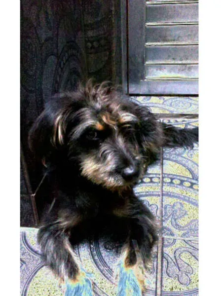 Cachorro ra a SRD  idade 2 anos nome LINDT