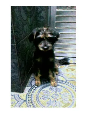 Cachorro raça SRD  idade 2 anos nome LINDT